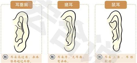 耳垂福氣|耳朵大小影響運勢？揭秘耳朵與命理的神秘聯系